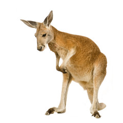 Jonge rode kangoeroe (9 maanden) - Macropus rufus