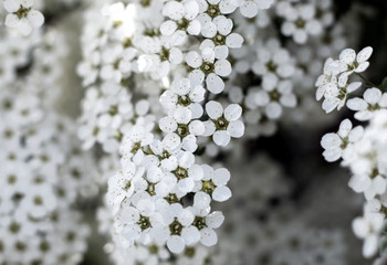 close-up of beautiful white flowers of a blossoming bush