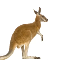 Selbstklebende Fototapete Känguru Junges rotes Riesenkänguru (9 Monate) - Macropus rufus
