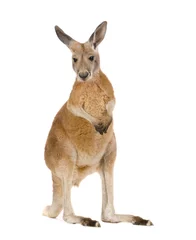 Abwaschbare Fototapete Känguru Junges rotes Riesenkänguru (9 Monate) - Macropus rufus