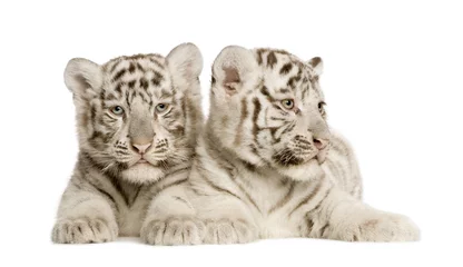 Papier Peint photo autocollant Tigre White Tiger cub (2 months)