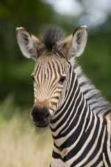 Obraz na płótnie Canvas Młoda Zebra