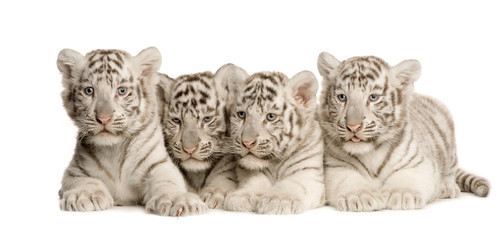 Naklejka premium Lisiątko białego tygrysa (2 miesiące)