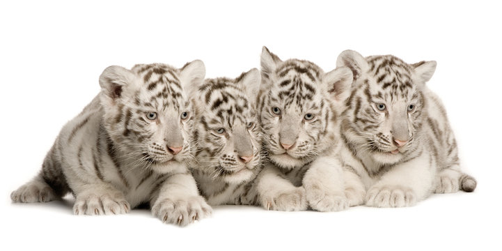 White Tiger cub (2 months)