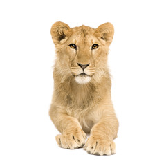 Fototapeta na wymiar Lion Cub (9 months)