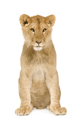 Obraz na płótnie Canvas Lion Cub (9 months)