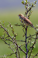 White Throated Sparrow