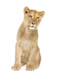 Obraz na płótnie Canvas Lion Cub (9 months)