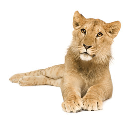 Lion Cub (9 months)