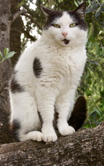 Obraz premium Gatta sull'albero