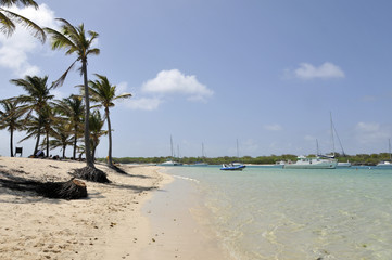 Fototapeta na wymiar plage des Antilles