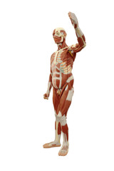 Fototapeta na wymiar Mężczyzna System mięśni