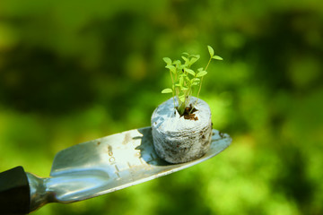 Young Seedlings Sprouted