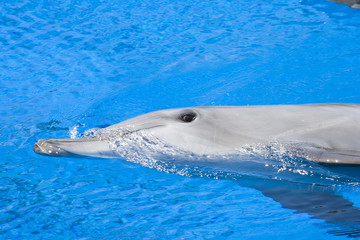 Naklejka premium Bottlenose Dolphin