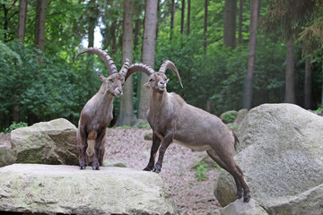 Steinbock