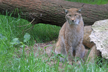 Obraz premium Luchs