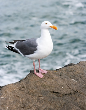 Seagull Waiting on Shore