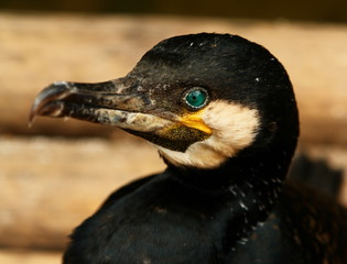 cormoran