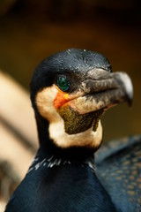 cormoran, regard au yeux vert