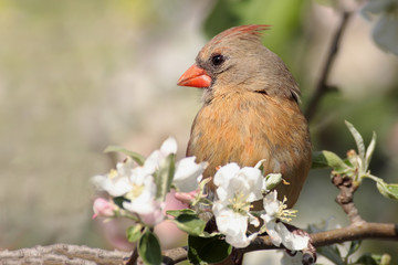 Female Northern Cardinal (cardinalis cardinalis) 