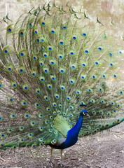 Obraz premium proud peacock