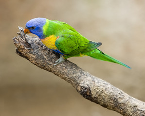 blue lorikeet