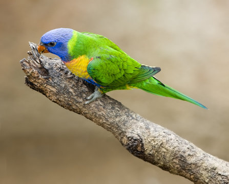 Blue Lorikeet