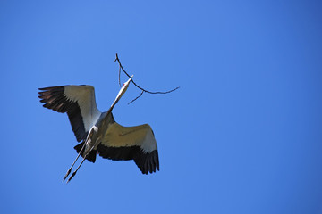 Stork with branch