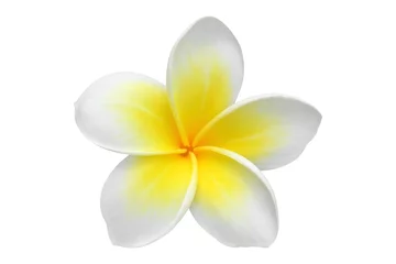 Poster Im Rahmen Frangipani (Plumeria) Blume isoliert auf weiß © Videowokart