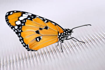 Papillon Monarque sur du tissu