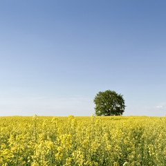 Canola Field with tree