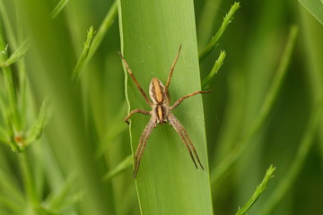 Spinne