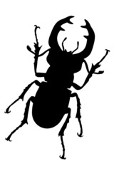 Stagbeetle