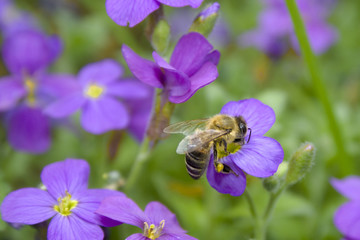 bee collecting nectar from Violet Flower