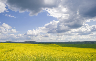 Obraz premium yellow flower feld on sunny day