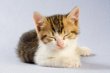 sleeping kitten, isolated