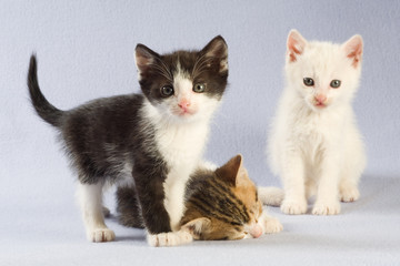 three kitten, focus on the black, isolated