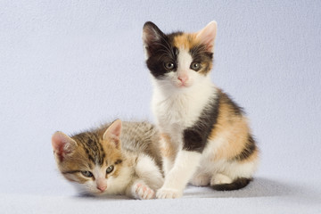 two kittens, isolated