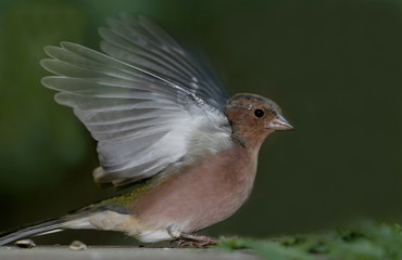 Buchfink