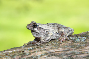 gray tree frog on a cedar tree