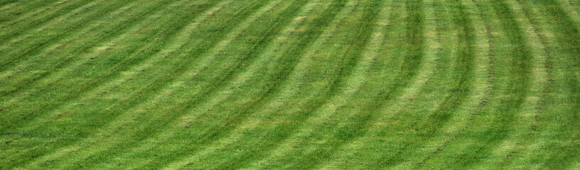 Obraz na płótnie Canvas green grass
