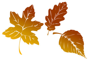 autumn leaves