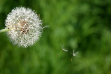 dandelion  and seeds
