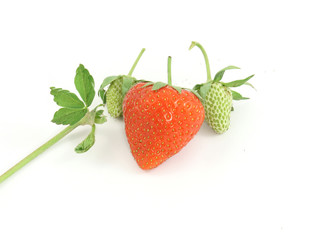 strawberry