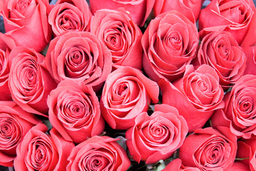 red pink roses