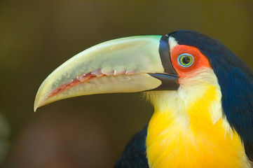 Toucan Close-up