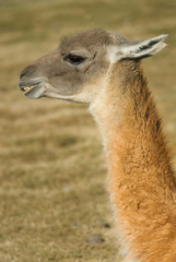 Obraz premium Guanaco (Lama Guanicoe) in Patagonia