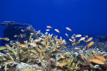 Fototapeta na wymiar Podwodne krajobraz