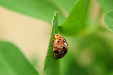ladybug