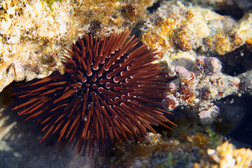 Sea hedgehog